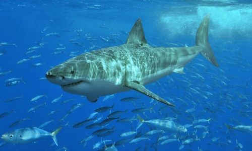 White_shark
