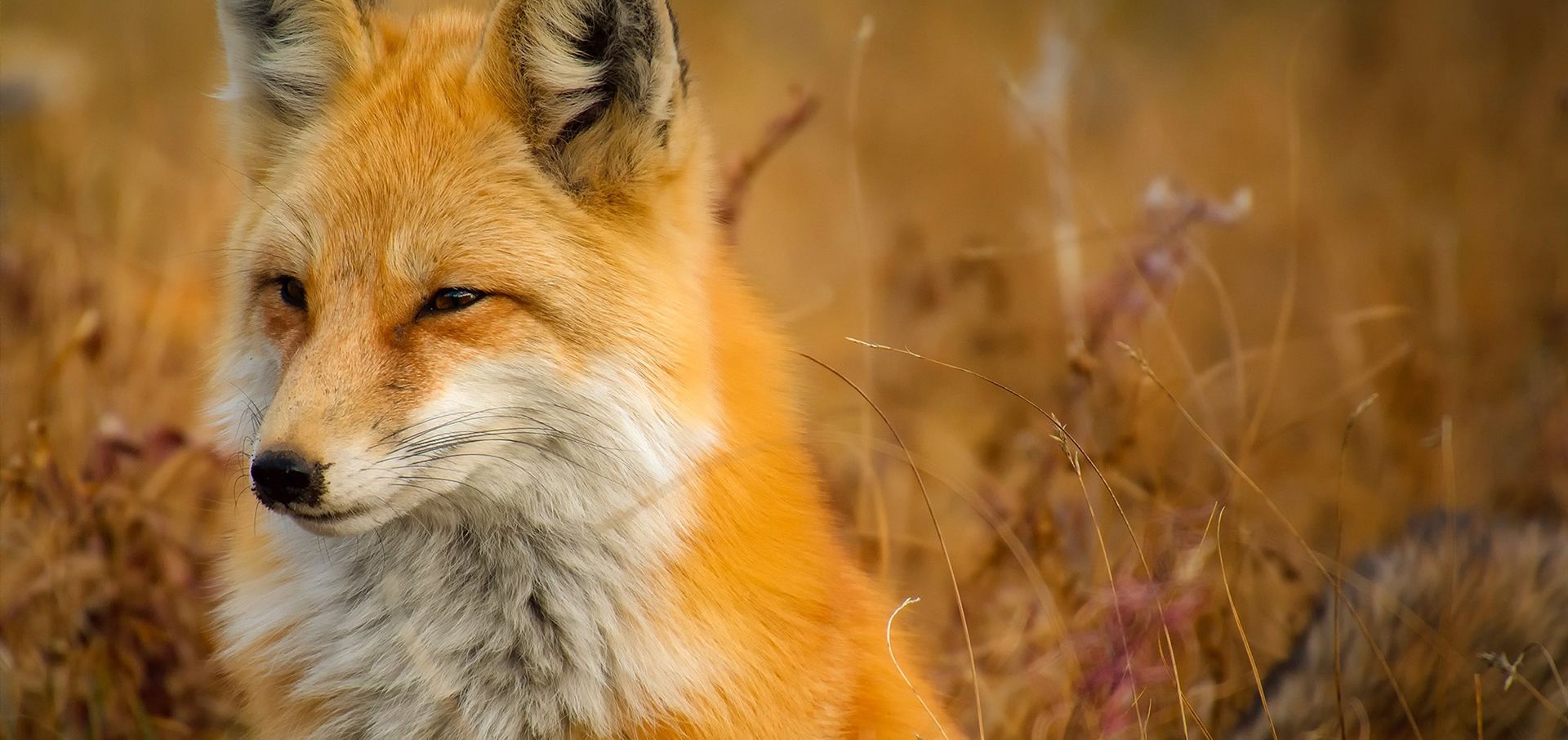 Here’s Where you Can Go in Japan To Live With Foxes