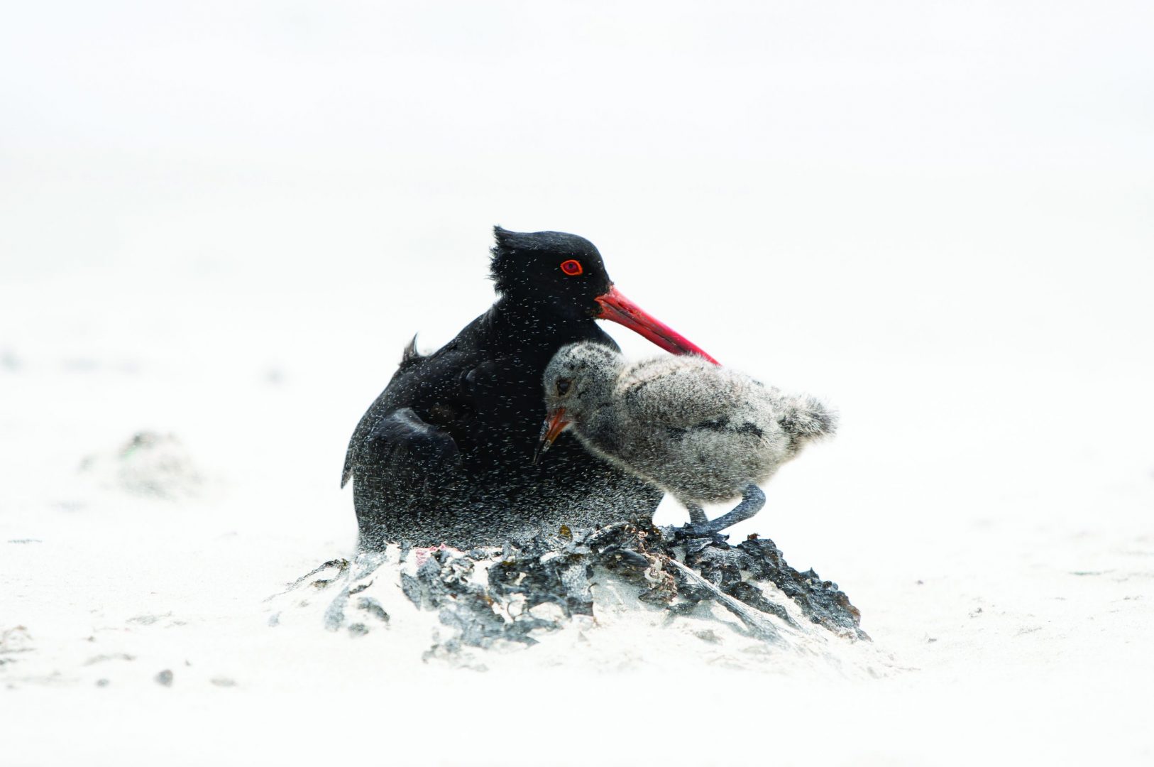 Capturing Aotearoa