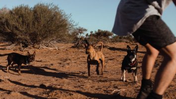 M2now.com - Health News - Join a  Dog Marathon and more...