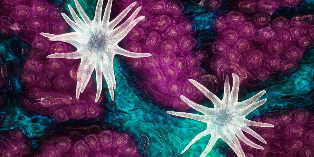 m2-Nikon-Small-World-Photomicrography-Competition
