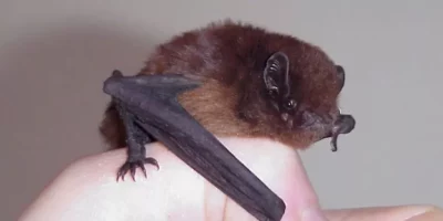 The long-tailed bat