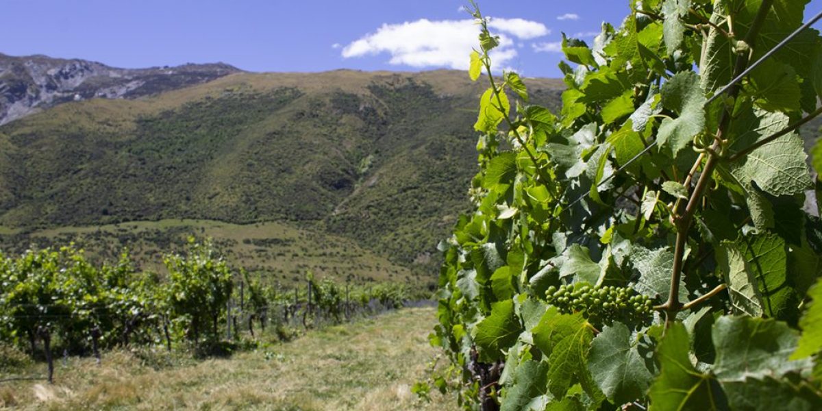 M2now.com - The Science, Tradition and Art of Winemaking