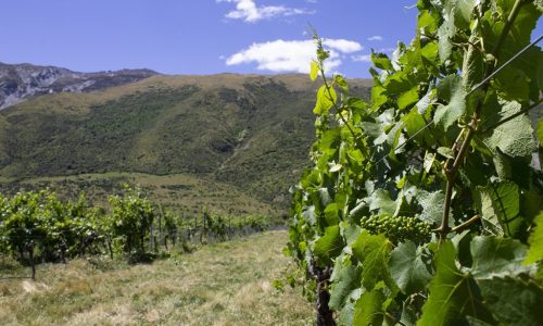 M2now.com - The Science, Tradition and Art of Winemaking
