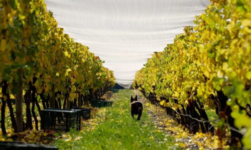 wine