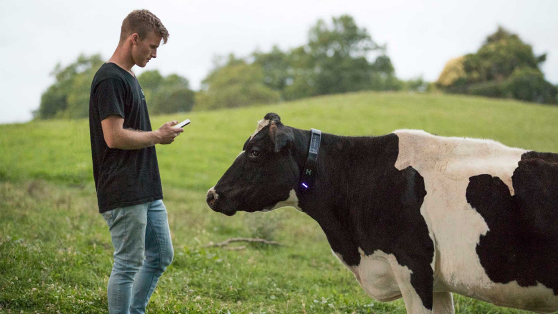 This NZ Startup Is Herding Cows With Apps
