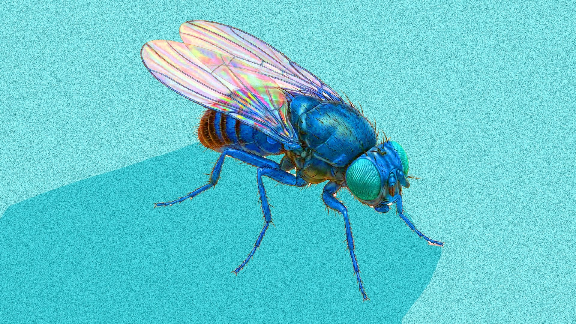 Flies In The Machine